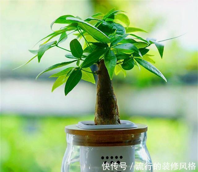  叶片翠绿■发财树有“3怕”，难怪叶子发黄长得慢，学会了新叶新芽蹭蹭长