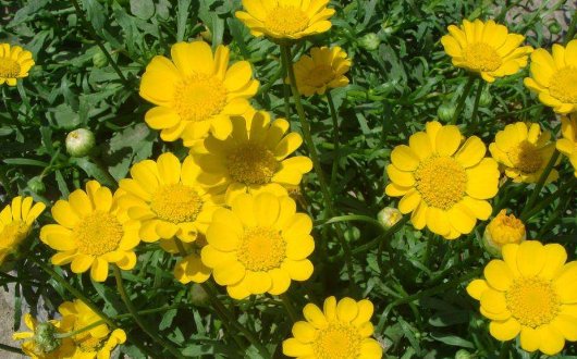  矮小■喜欢菊花？不如养一盆“莱雅菊”，花朵精致，植株矮小适合盆栽养