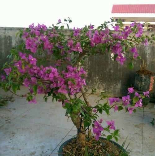  『效果图』只要狠心，没有改造不了的三角梅盆景，看到效果图后太喜欢