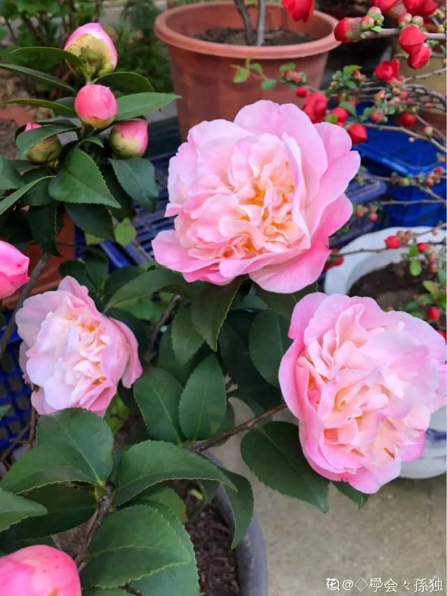  开出漂亮■阳春三月，出门踏青，原来有这么多漂亮花！