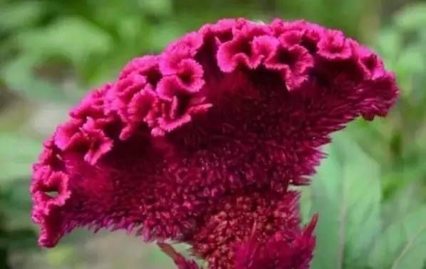 前方花海高能，这些花儿你能认出几种？