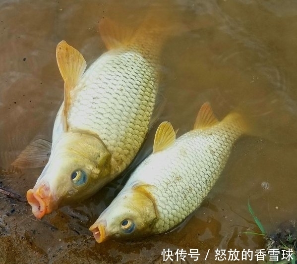 『配方』鲤鱼“戒不掉”的饵料,水里一扔,鲤鱼拼命咬钩,拉杆到手软