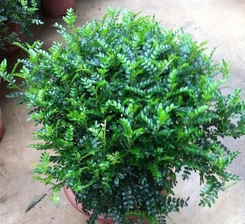  「家里」这“3种”植物，花香四溢，抑制异味，家里养1盆，空气更清新！
