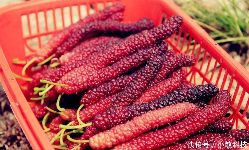 树上长着一种像“毛毛虫”的果子，营养价值高，却很少有人认识