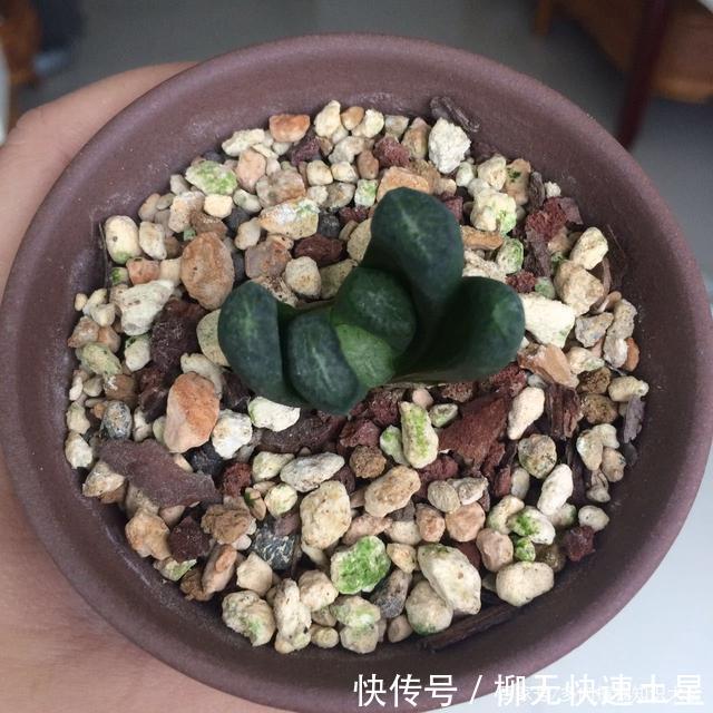 『植物』春天买的多肉植物们,花了几百块,不知道亏了吗
