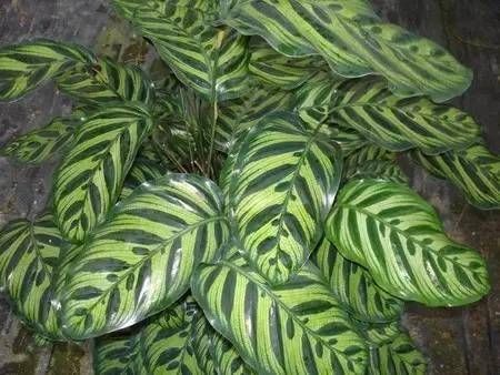 『适合』家庭6种耐阴植物的排行榜,哪种是你养死的?