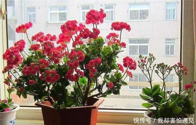『漂亮』玉树长寿花是一对好搭档,将两者嫁接,开花量大花朵更漂亮