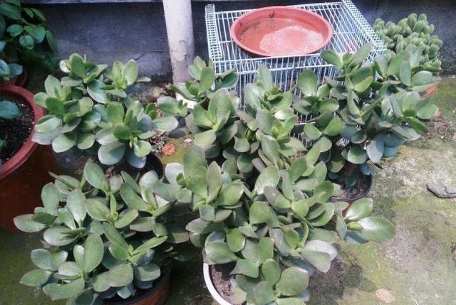  『小苗』春季养玉树，一个小方法，一棵变多棵，小苗长成大盆景，还能开花