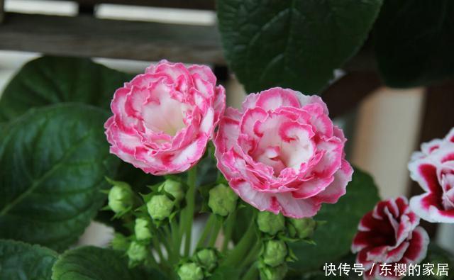  扦插■大岩桐“睡醒了”，不用种子也能繁殖！2个好方法学会一种就够了