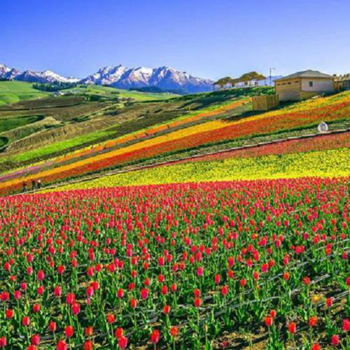 新疆有一个地方，回归时间比香港晚，被称为“中国最后一片净土”