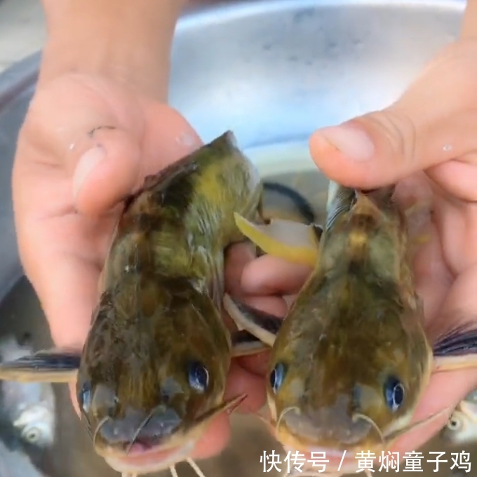 农村人经常钓到的“它”，都当黄骨鱼吃了，殊不知比牛肉还贵！