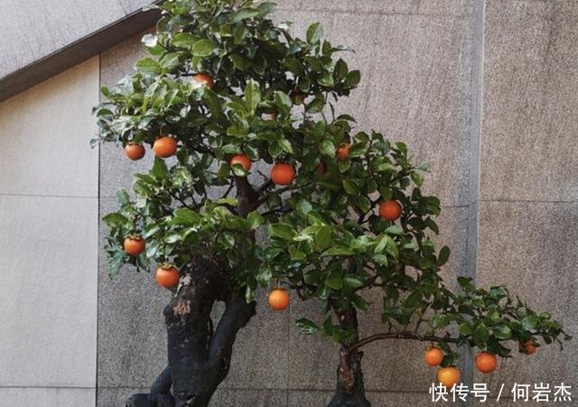  『观赏价值』2020年，若是喜欢“观果树”，就养2种，3年后价值翻倍，挺值钱