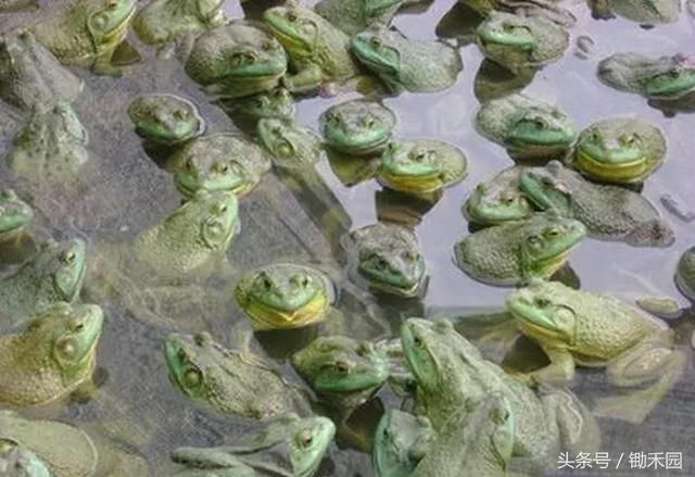 农民千万别再被骗了!这18个农业项目都是骗人的!