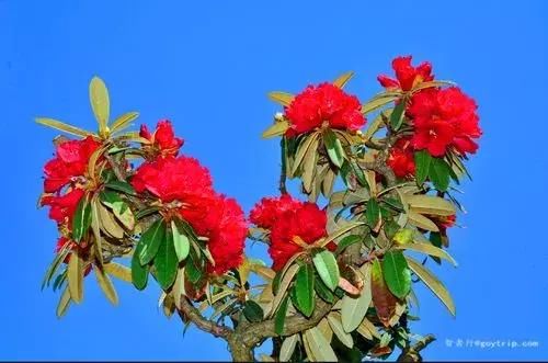 春季花开哪家强？云南16州市最美赏花点看过来！