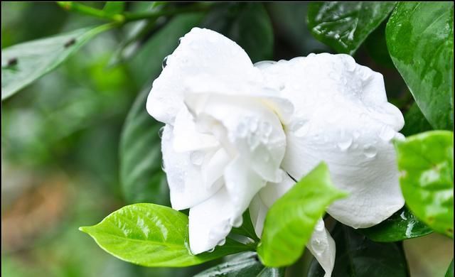  『不再』栀子花花期有多长？什么季节盛开？知道这2点，不再错过美丽花景