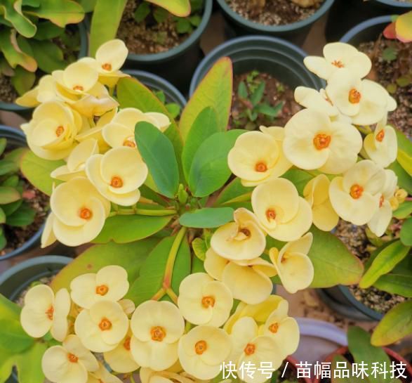 「刺梅」室内养虎刺梅,注意“这些事”,四季有花看,每次都爆盆