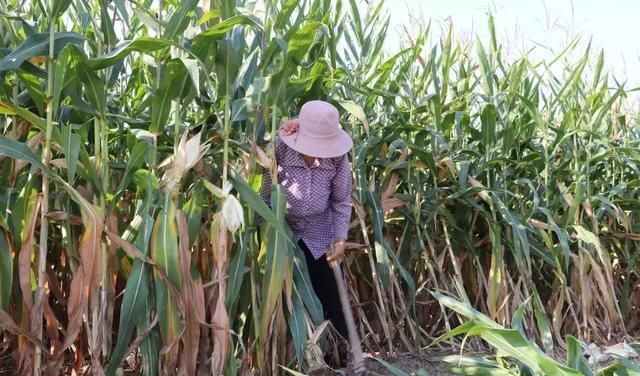  「玉米」刚在老家地里看到的画面，是谁的爹娘？很多人看完湿了