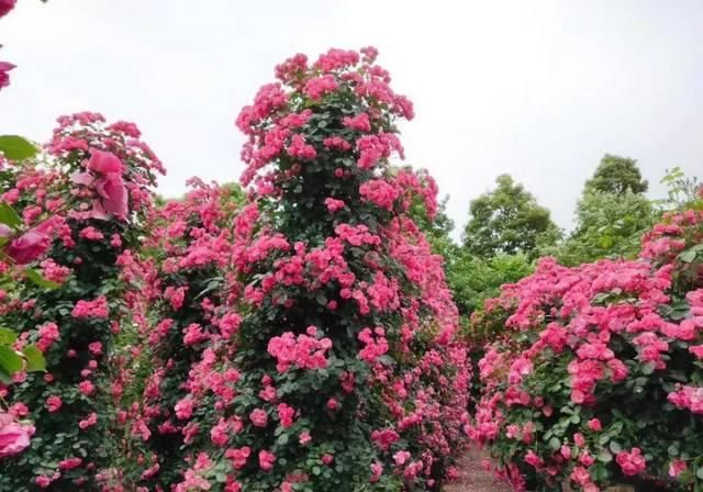 「体温检测」第四届〈花乡玫瑰〉艺术节！门票无限量免费送！