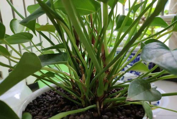  「红掌」红掌黄叶不开花，这“4项”导致，教你正确解决，叶子油绿开花多