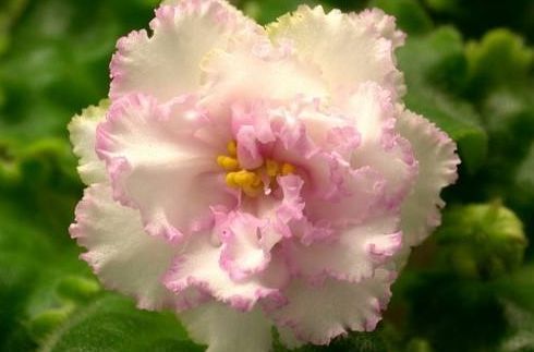  「家里」家里阳台种这些花朵，不用太管就能变花海，开花轻松爆，绚丽多彩