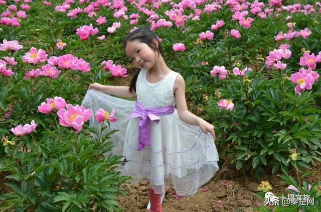 『观赏时间』全部免费!千亩芍药、500亩油牡丹花开成海… 周末约起