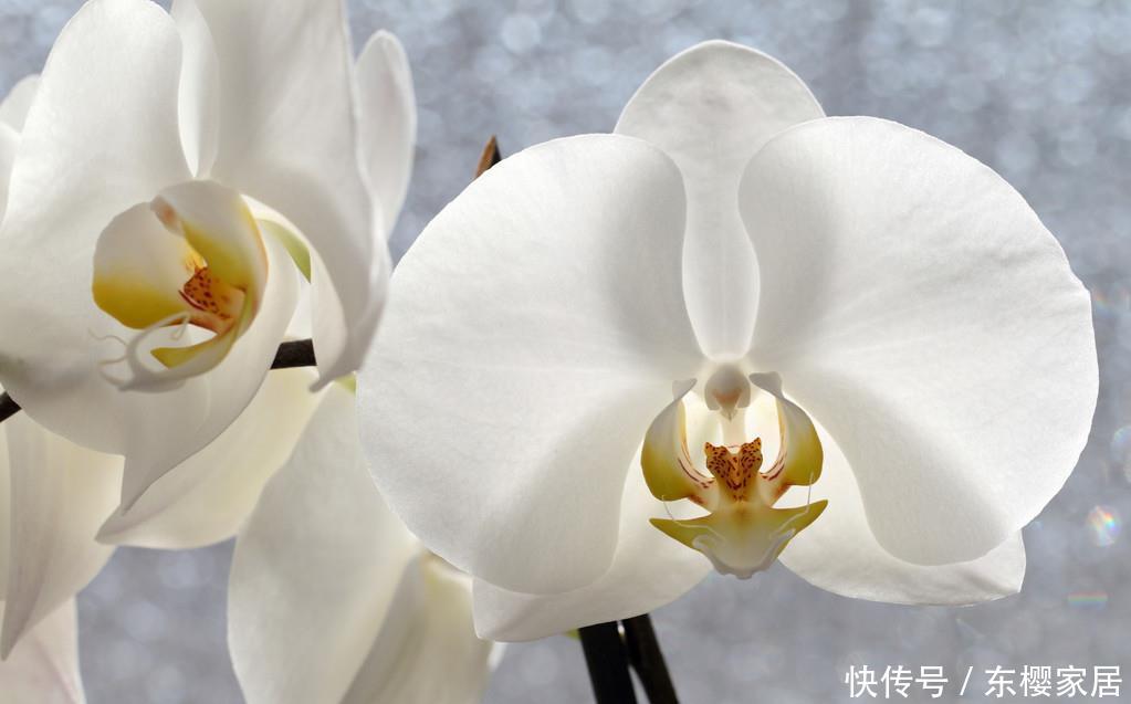  [家里]家里养花，3种花一定要养，花大色艳花期长，开花量大爆盆简单