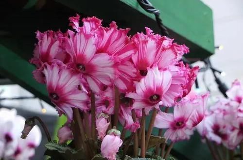  「挤满」花期超长的小兔子花，皮实好养，花朵挤满盆，开花一茬接一茬。