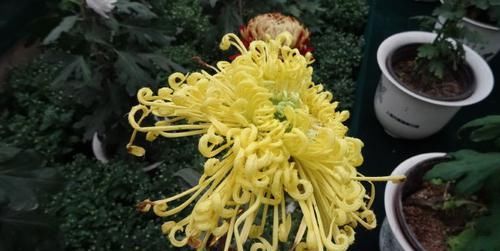 「养盆」喜欢菊花,不如养盆“珍品名菊”金凤还巢,似金凤飞舞,灵动美丽