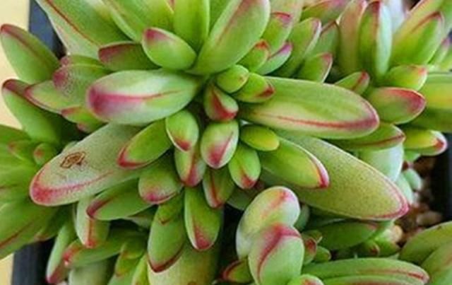  『十二属』多肉里的十二属，我找到了5个，有萌宠型的，还有霸气十足的