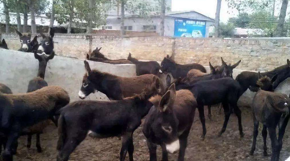  养殖户■为什么驴肉的价格这么贵，却没有人养？来听听养殖户怎