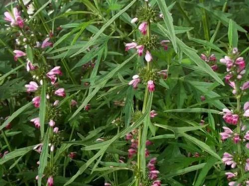 大妈巧用,三个祛斑小妙招,不反弹更年轻