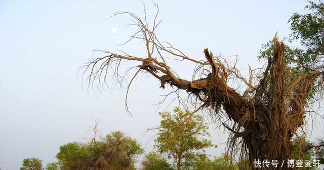 国家在塔克拉玛干沙漠，投资几亿种下大量植物，结果却非常意外