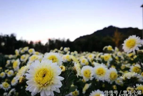  #中国人#国花评选引起热议兰花的4大优点，完全可以列为国花