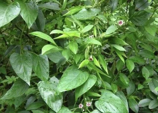  【观赏价值】沟谷边，1种野草常见，被称为“鸡屎藤”，有2种“价值”，珍贵！