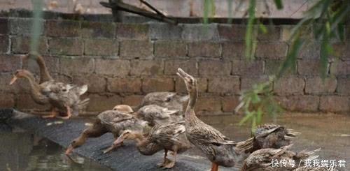 “致富经”成“赔钱经”，电视养就赚，农民养就赔，专家道出实情