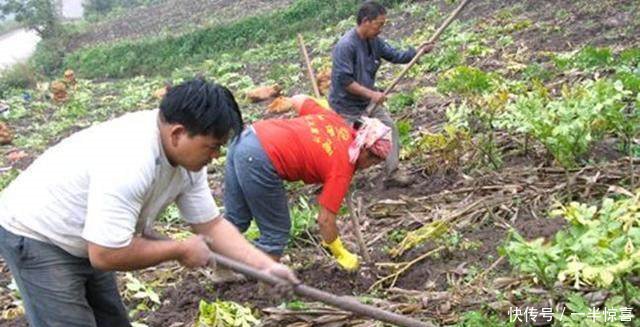 农民在玉米地里套种它，亩产值一万好几，真赚钱了