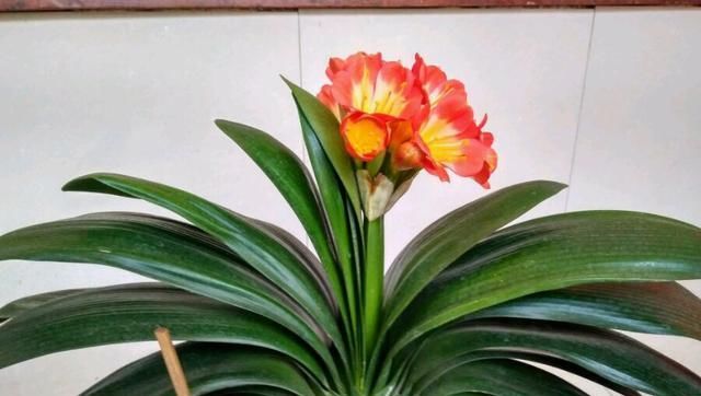  『花钱』养君子兰用个窍门，不花钱也能种出十盆绿油油、开花多的君子兰！