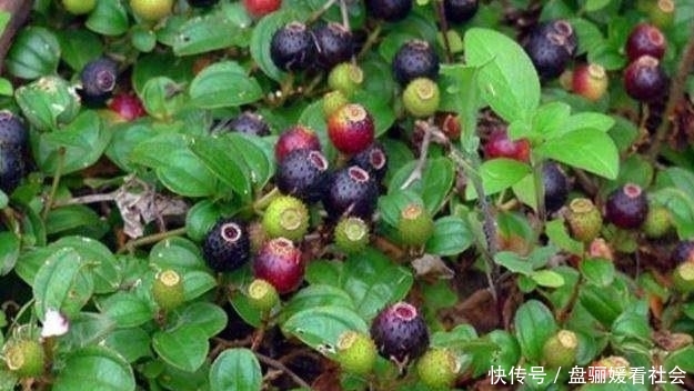  [生出]农村一种常见植物，生出“五彩”野果，常拿来泡酒，价值