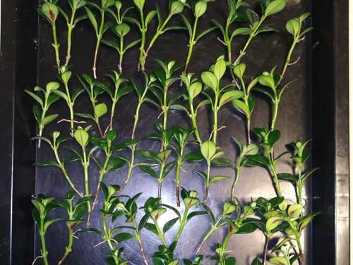  扦插繁殖■金鱼吊兰什么时候扦插易冒小白根存活？养花达人说一年四季都可以