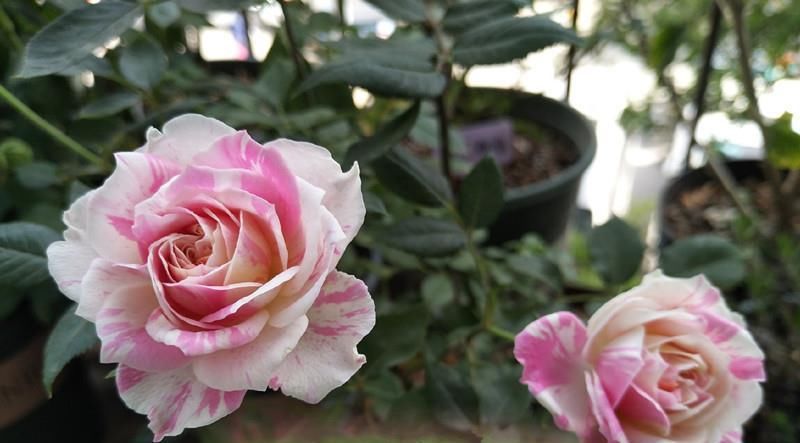  『芳香』此植物号称“开花机器”，四季开花不停，漂亮又芳香，还很好养活