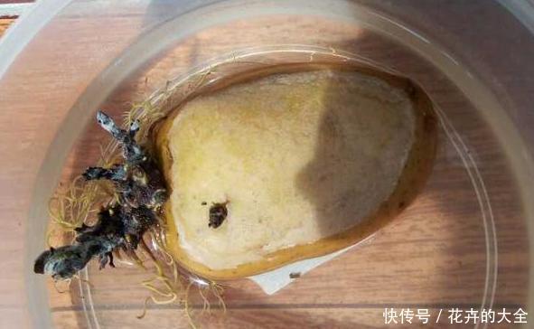  #水培的土豆#吃不完的土豆发芽了？水培4步操作到位，既能观赏又有趣