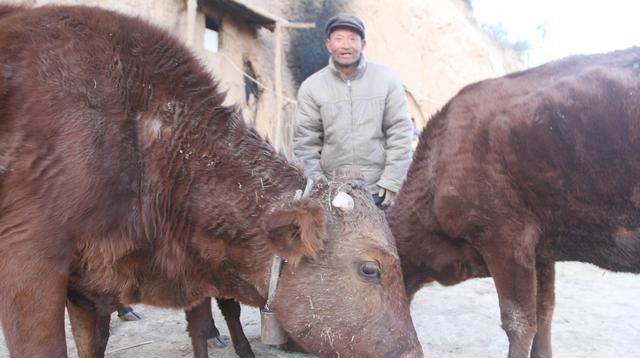  『老刘』甘肃6旬老人深山养牛，光挣钱，不会花钱，看钱都哪里去了