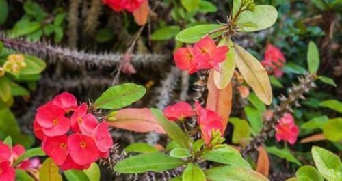  『盆栽』喜欢赏花就选虎刺梅，在家既能盆栽又可地栽，四季花开不停歇