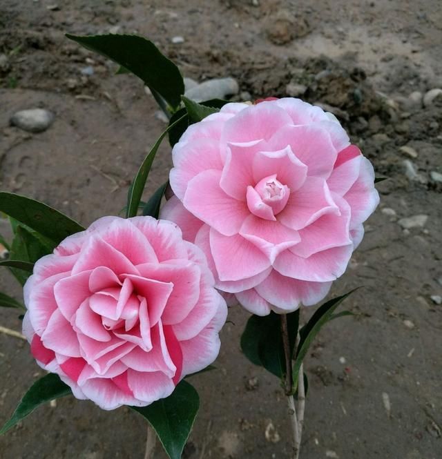  『扦插』一块钱免邮茶花长啥样？茶花牙签苗不能任你随性养，3点建议要听