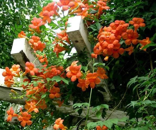 牡丹■别看着眼馋,这些大型花,没有一个院子,买了也白花钱