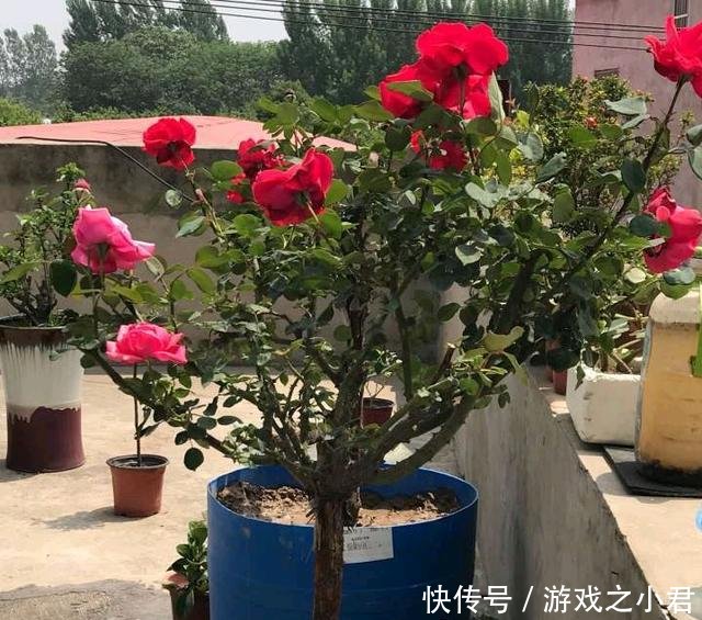 『树状』我国最美的“花树”,插土就能活,春天种2棵,当月就开花