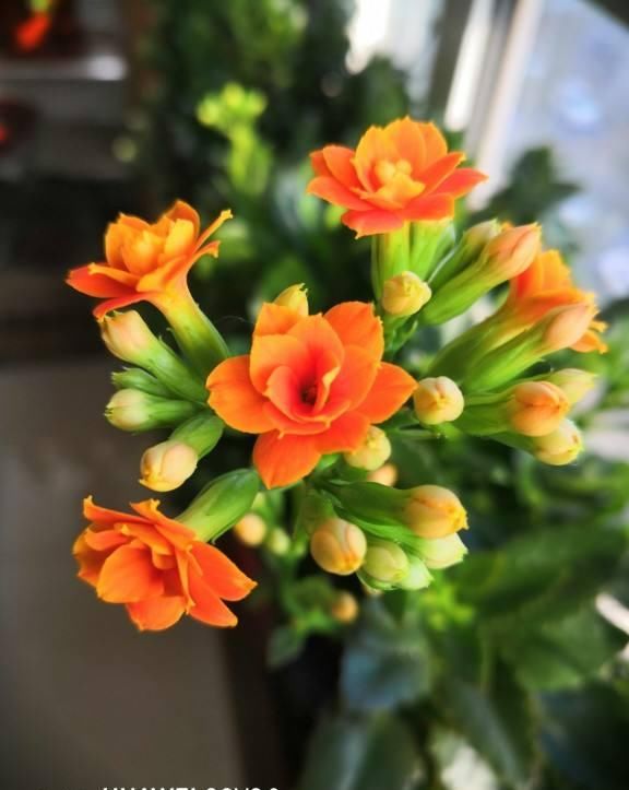  [温度]这花远看像长寿，近看像玉树，还能开出5色花，真神奇