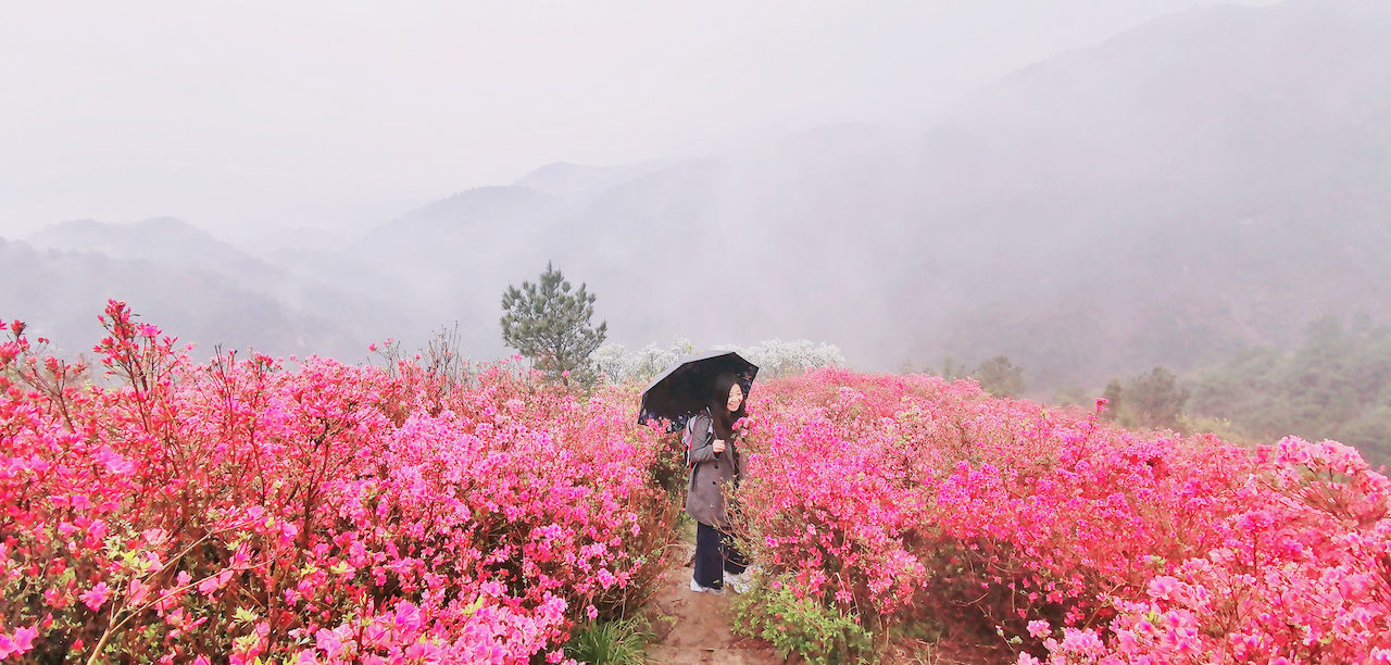 武汉周边游3??丨黄陂赏花和登山徒步，推荐这四个景区必须打卡
