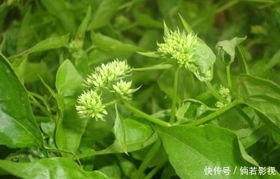 「大树」身披绿衣裳,却能“绞死”大树,这白花可不像表面那么招人喜欢