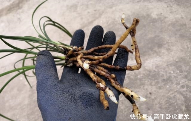 病害:三个月给兰花做一次小手术,兰花病害少,芽多根多长势好